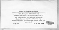 Pleospora salicorniae image